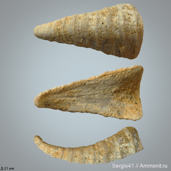 маастрихт, Cirripedia, усоногие раки, Волгоград, Maastrichtian, Brachylepas follax, Brachylepas