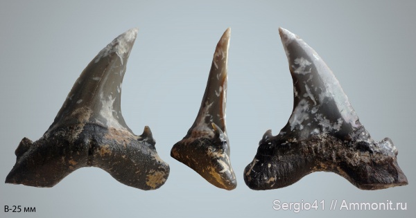 эоцен, Jaekelotodus, Jaekelotodus trigonalis, Волгоград, Eocene