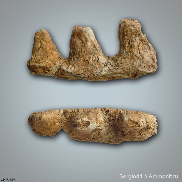 мел, рыбы, сеноман, челюсти, Волгоград, Cretaceous