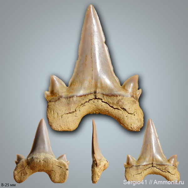 палеоген, рыбы, акулы, Cretalamna, зубы акул, датский ярус, Волгоград, даний, fish, shark teeth, sharks, Danian