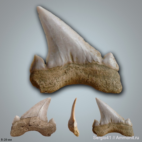 палеоген, рыбы, акулы, Cretalamna, зубы акул, датский ярус, Волгоград, даний, fish, shark teeth, sharks, Danian