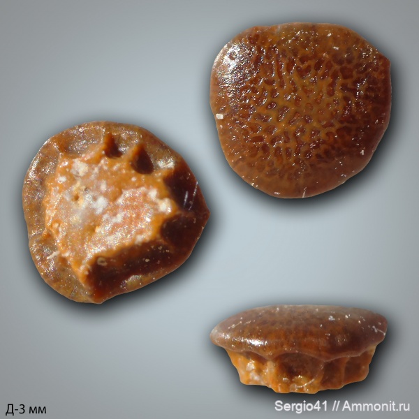 рыбы, зубы, Carboniferous, Petrodus, нижний карбон, Заборье