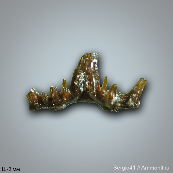 рыбы, зубы, Carboniferous, Glikmanius, нижний карбон, Заборье