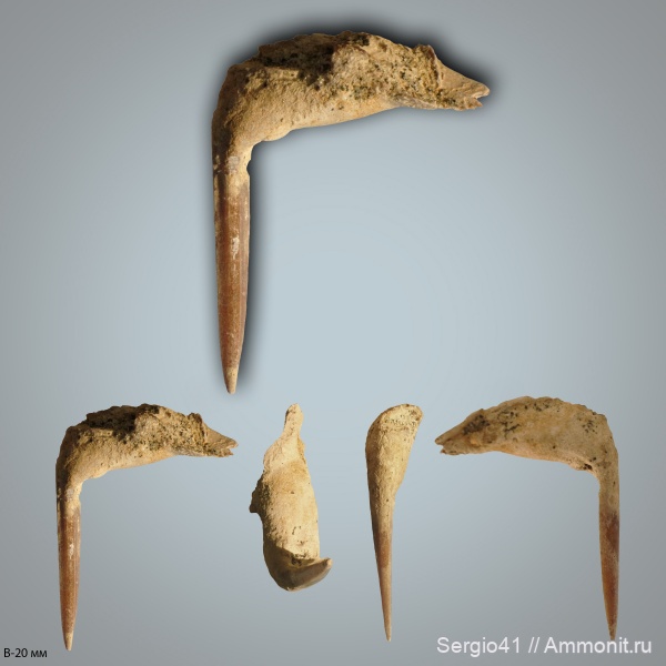 рыбы, зубы, маастрихт, Волгоградская область, Enchodus, Волгоград, Enchodus faujasi