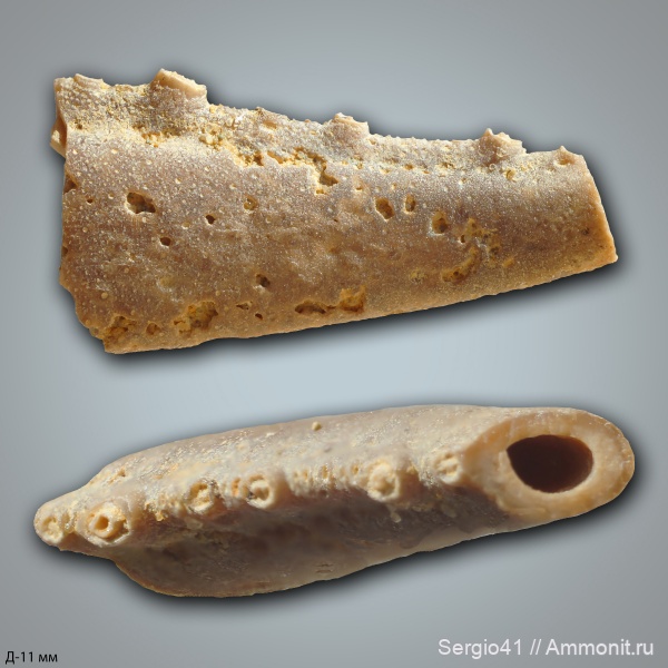 раки, крабы, Волгоградская область, ипр, Волгоград, омары, Ypresian, crab
