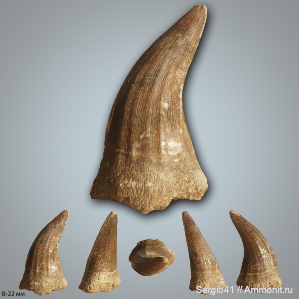 рептилии, мозазавры, маастрихт, Волгоградская область, Волгоград, Plioplatecarpus, Maastrichtian, Cretaceous