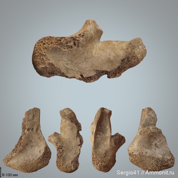 рептилии, мел, зубы, мозазавры, маастрихт, Волгоградская область, Prognathodon, Волгоград, Maastrichtian, Cretaceous