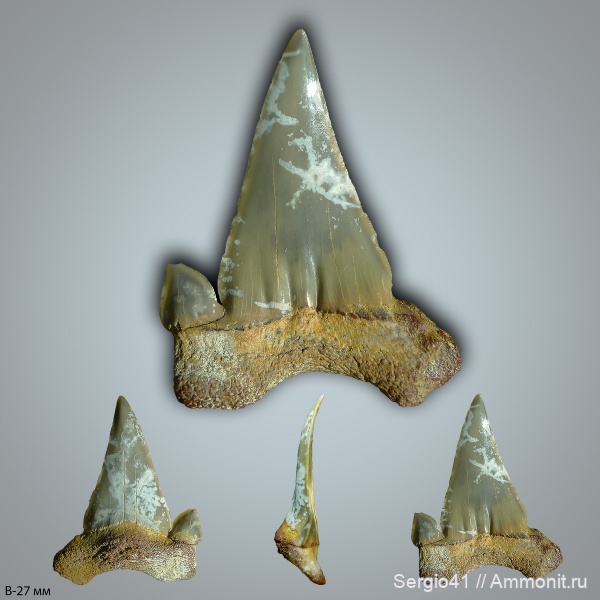 палеоцен, акулы, Cretalamna, Otodus, Волгоградская область, Palaeocarcharodon, Волгоград, Palaeocarcharodon orientalis