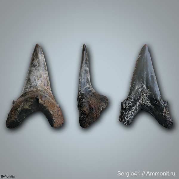 эоцен, бартон, Jaekelotodus, приабон, Jaekelotodus trigonalis, Волгоград, Eocene, priabonian, Bartonian