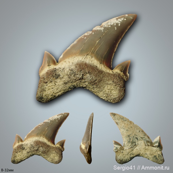 палеоцен, акулы, Cretalamna, Otodus, Волгоградская область, Palaeocarcharodon, Волгоград, Palaeocarcharodon orientalis, зеландий