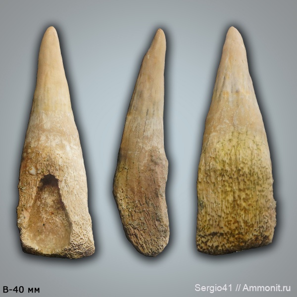 ихтиозавры, альб, Волгоградская область, зубы рептилий, Ichthyosauria, Волгоград, ichthyosaur, Albian