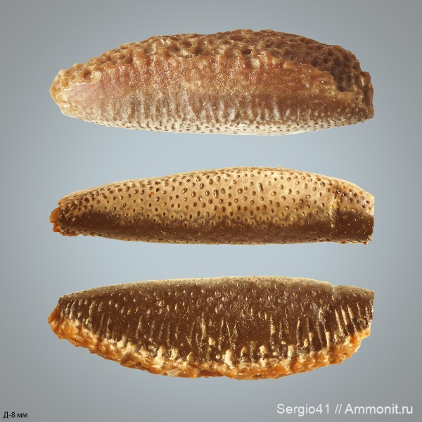 карбон, Carboniferous, нижний карбон, стешевский горизонт, Заборье, Copodus