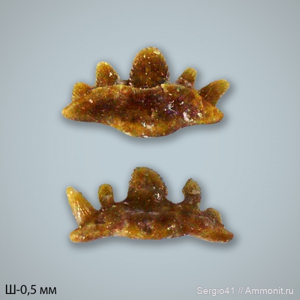 карбон, Carboniferous, нижний карбон, стешевский горизонт, Заборье, Denaea