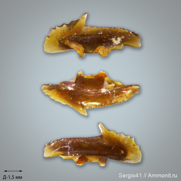 карбон, Carboniferous, нижний карбон, стешевский горизонт, конодонты, Conodonta, Заборье