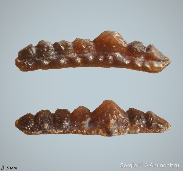 карбон, Carboniferous, нижний карбон, Orodus, стешевский горизонт, Заборье