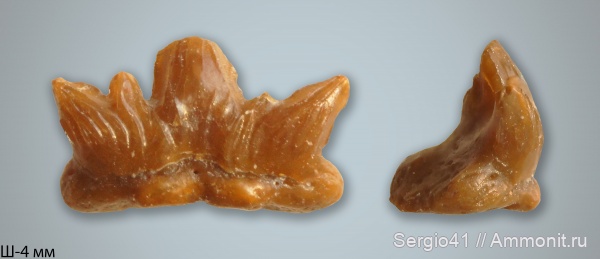 карбон, рыбы, зубы, Carboniferous, нижний карбон, Cladodus, Заборье