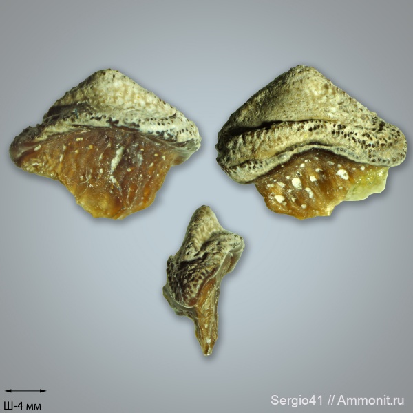 карбон, Carboniferous, нижний карбон, Oxytomodus, стешевский горизонт, Venustodus, Заборье