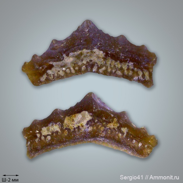 карбон, Carboniferous, нижний карбон, стешевский горизонт, Заборье, Mesodmodus