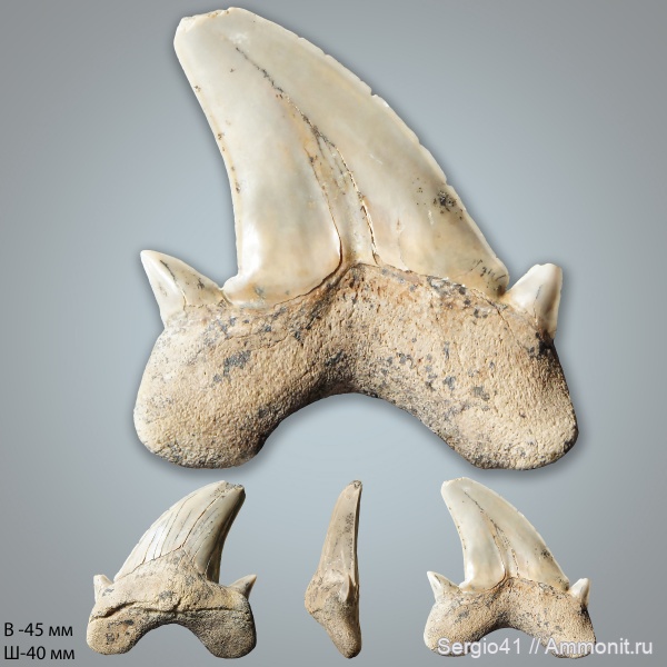 зубы, палеоцен, Cretalamna, Otodus, Otodus obliquus, Волгоград, танет, Otodus minor, зеландий, Selandian, Thanetian