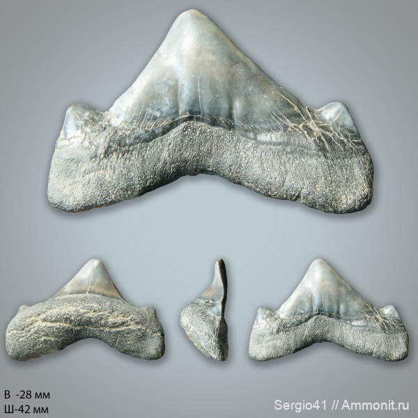 зубы, палеоцен, Cretalamna, Otodus, Otodus obliquus, Волгоград, танет, Otodus minor, зеландий, Selandian, Thanetian
