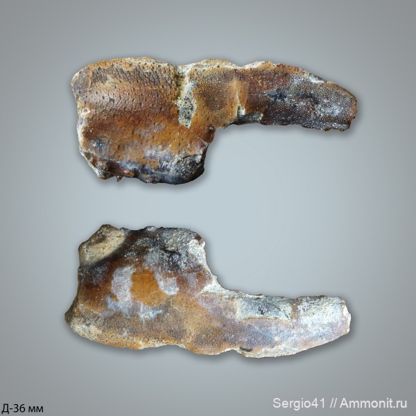 раки, крабы, Волгоградская область, ипр, Волгоград, Hoploparia, омары, Ypresian, crab, Basinotopus, Basinotopus tricornis