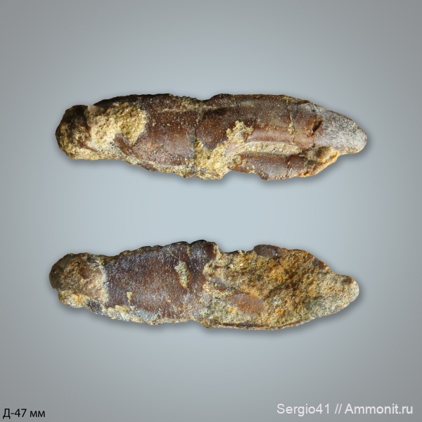 раки, крабы, Волгоградская область, ипр, Волгоград, Hoploparia, омары, Ypresian, crab, Basinotopus, Basinotopus tricornis