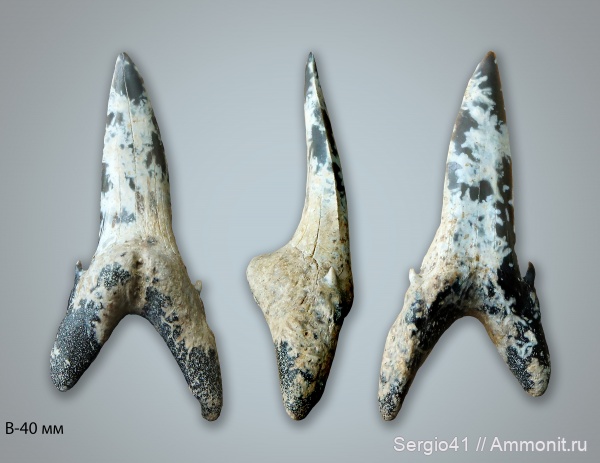 эоцен, бартон, Jaekelotodus, приабон, Jaekelotodus trigonalis, Волгоград, Eocene, priabonian, Bartonian