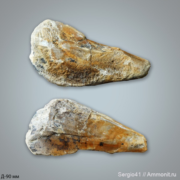 эоцен, двустворчатые моллюски, Pinna, Волгоградская область, ипр, Волгоград, Ypresian