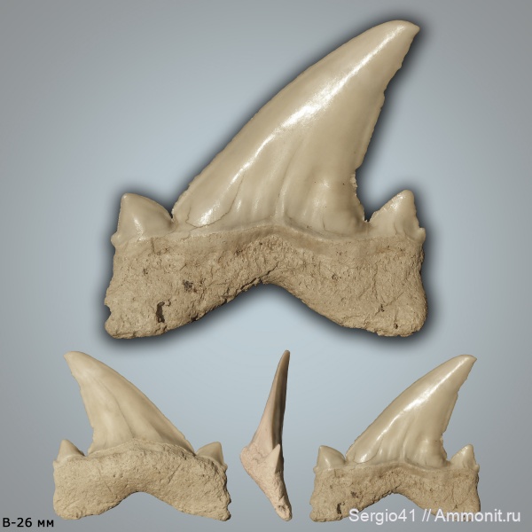 Cretalamna, Cretalamna appendiculata, кампан, Волгоград, Campanian, Cretolamna sarcoportheta