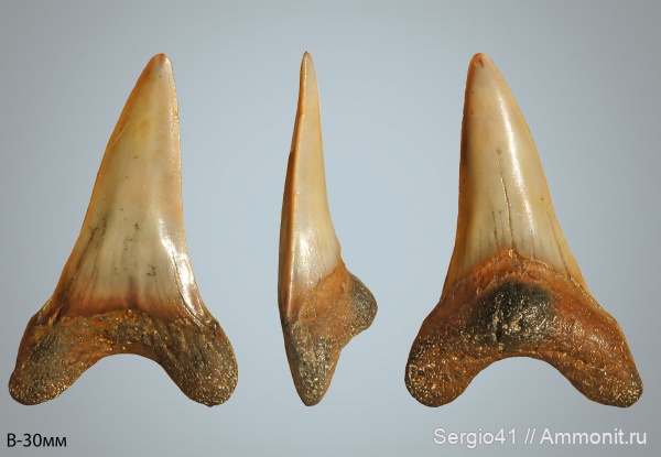 мел, сеноман, Cretoxyrhina, Cretoxyrhina denticulata, Cenomanian, Cretaceous