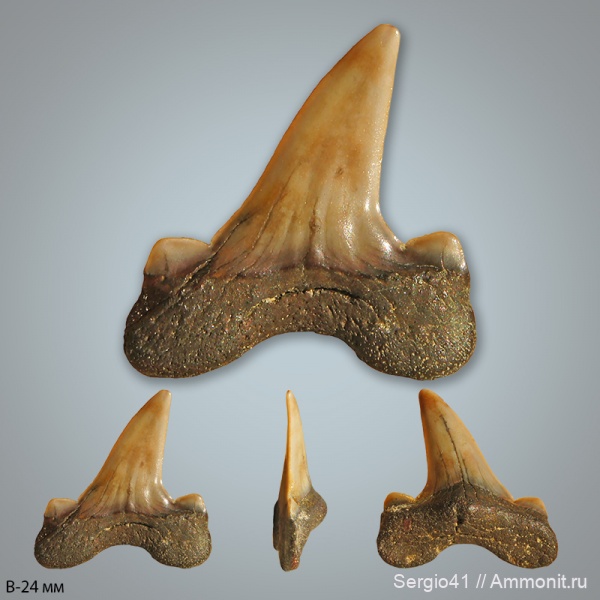 мел, Cretalamna, сеноман, Cretalamna appendiculata, Cenomanian, Cretaceous