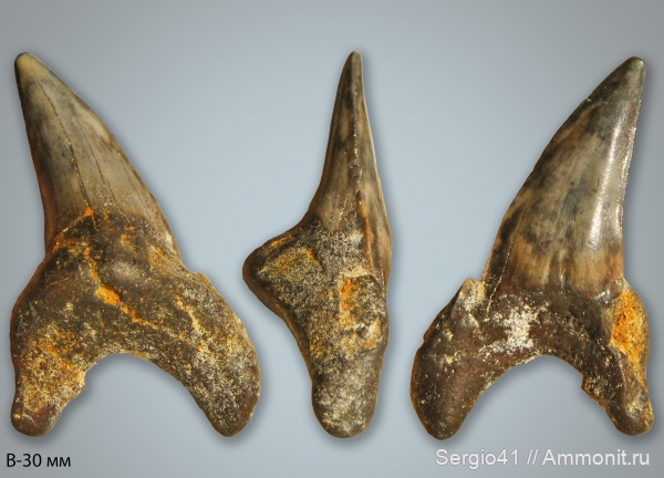 мел, сеноман, Cardabiodon, Dwardius, Cenomanian, Cretaceous