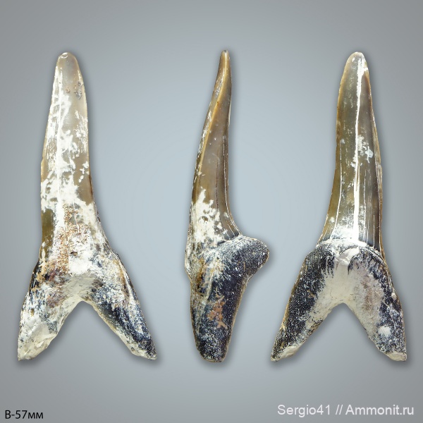 эоцен, зубы акул, Striatolamia, Striatolamia macrota, верхний эоцен, Волгоград, Upper Eocene, shark teeth