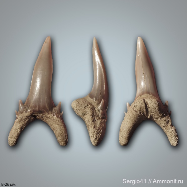 зубы, акулы, Palaeohypotodus, Волгоград, даний, Palaeohypotodus bronni, Danian