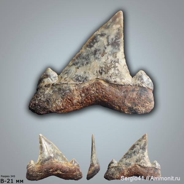 палеоцен, акулы, Cretalamna, Otodus, Волгоградская область, Palaeocarcharodon, Волгоград, Palaeocarcharodon orientalis, Otodus minor, зеландий