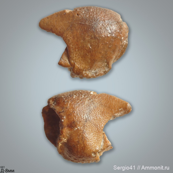 мел, раки, сеноман, крабы, Cenomanian, Cretaceous