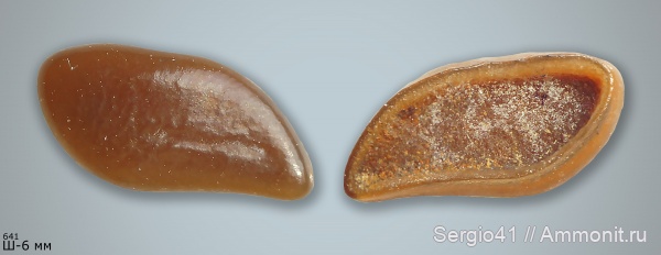 рыбы, сеноман, Pycnodus, Pycnodontiformes, Cenomanian, fish