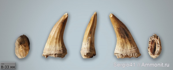 рептилии, мозазавры, маастрихт, Волгоградская область, Волгоград, Plioplatecarpus, Maastrichtian, Cretaceous