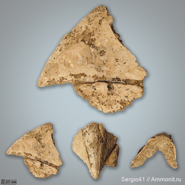 моллюски, мел, альб, Волгоградская область, Nautilida, Coleoidea, Albian, Cretaceous, челюсти головоногих