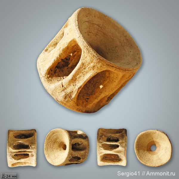 мел, рыбы, акулы, маастрихт, позвонки, Волгоград, Maastrichtian, Cretaceous, vertebra