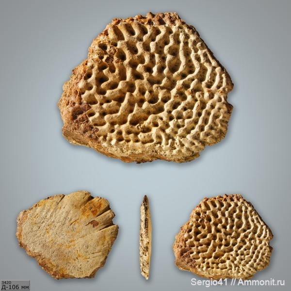 маастрихт, Волгоград, Maastrichtian, Acipenser, осетр, Acipenser gigantissimus