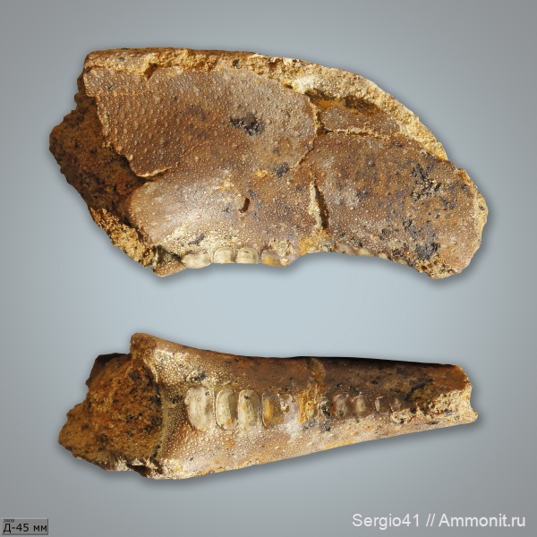 раки, крабы, Волгоградская область, ипр, Волгоград, Hoploparia, омары, Ypresian, crab, Basinotopus, Basinotopus tricornis