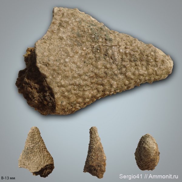 рептилии, мел, водные рептилии, черепахи, мозазавры, маастрихт, Platecarpus, Mosasauridae, Волгоград, Plioplatecarpus, Maastrichtian, Mosasaurinae, Plioplatecarpinae, остеодерма