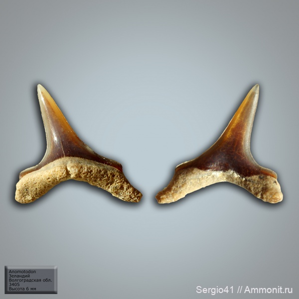 палеоцен, акулы, Волгоградская область, Anomotodon, Волгоград, зеландий, Selandian