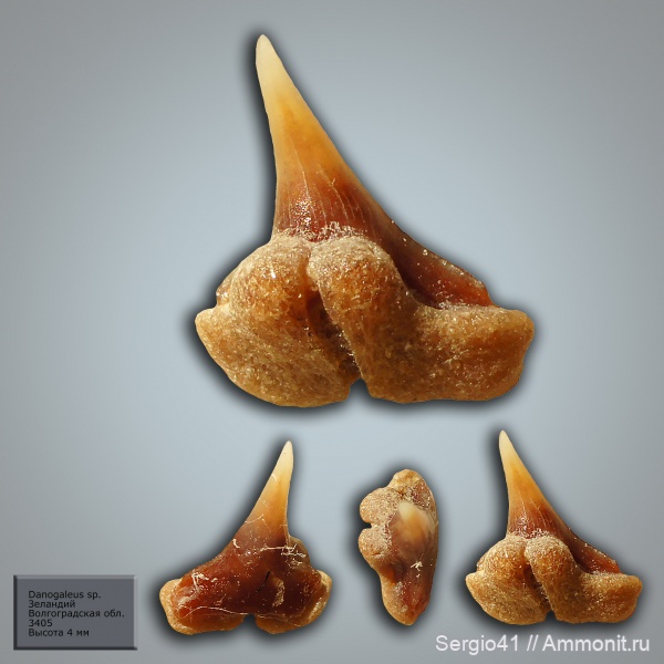 зубы, палеоцен, акулы, Волгоградская область, Волгоград, зеландий, Danogaleus, Selandian