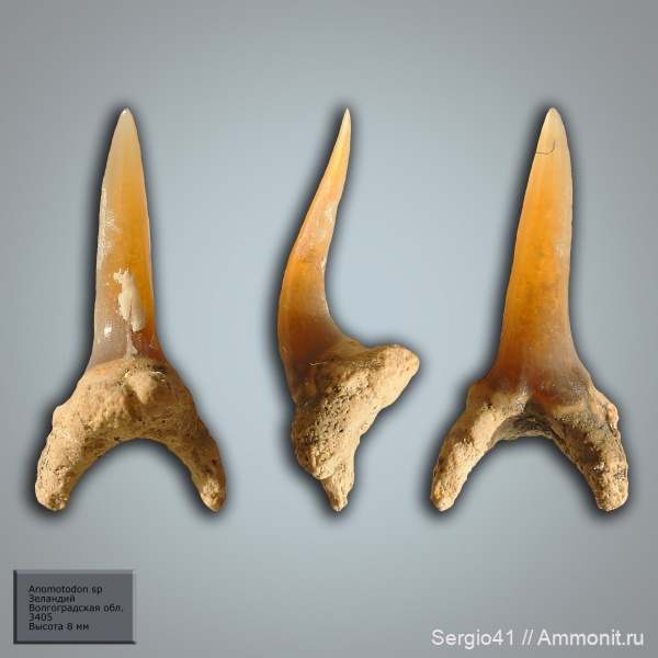 зубы, палеоцен, акулы, Волгоградская область, Anomotodon, Волгоград, зеландий, Selandian
