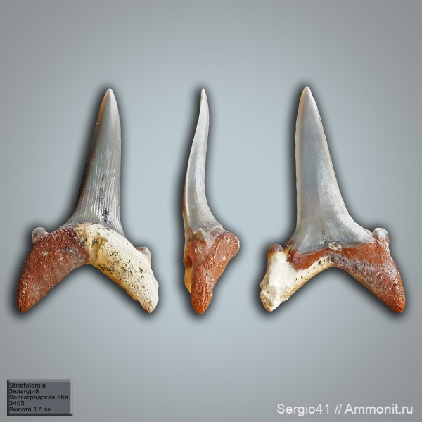 палеоцен, акулы, Волгоградская область, Striatolamia, Striatolamia striata, Волгоград, зеландий, Selandian