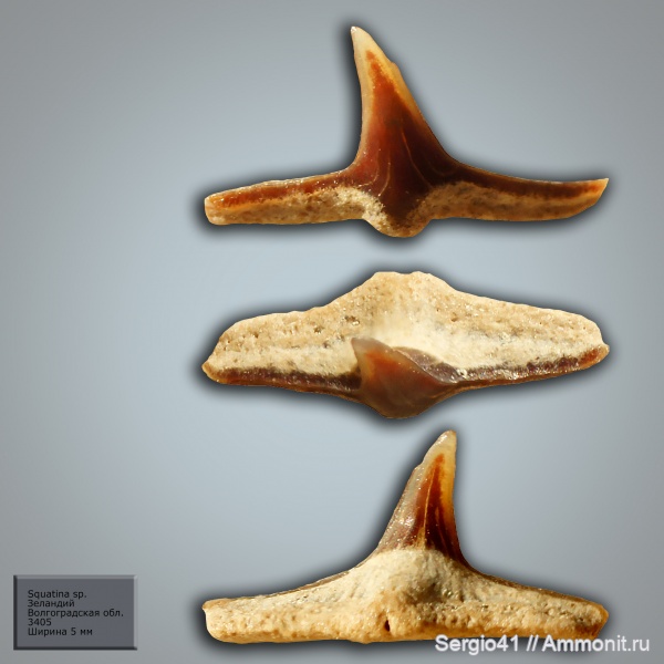 палеоцен, акулы, Squatina, Волгоградская область, Волгоград, зеландий, Selandian