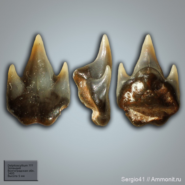 палеоцен, акулы, Волгоградская область, Волгоград, зеландий, Selandian, Delpitoscyllium
