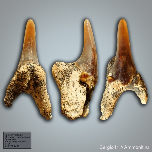палеоцен, акулы, Волгоградская область, Palaeohypotodus, Волгоград, зеландий, Selandian
